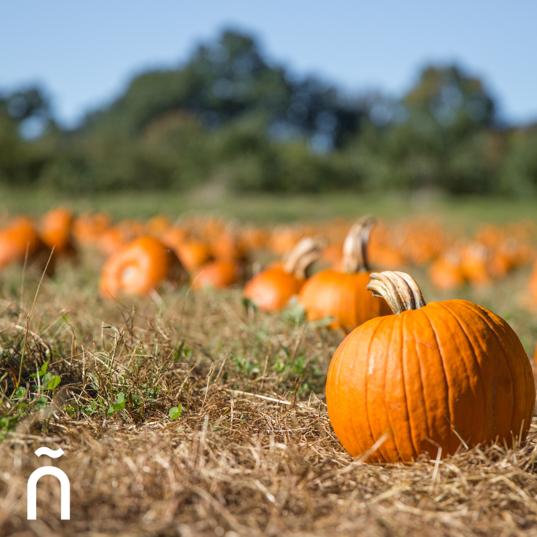 Pumpkin Patches and Fall Festivals Around Austin